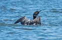 The call of the wild.  The sound of loons calling to each other is as impressive as it seems.