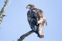 Rather immpressive for a juvenile, it takes two or three years to get the beautiful white head and tail.