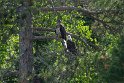 It's a family affair, there were six eagles sitting in two trees when we drove by.  By the time I got the camera ready only two remained.